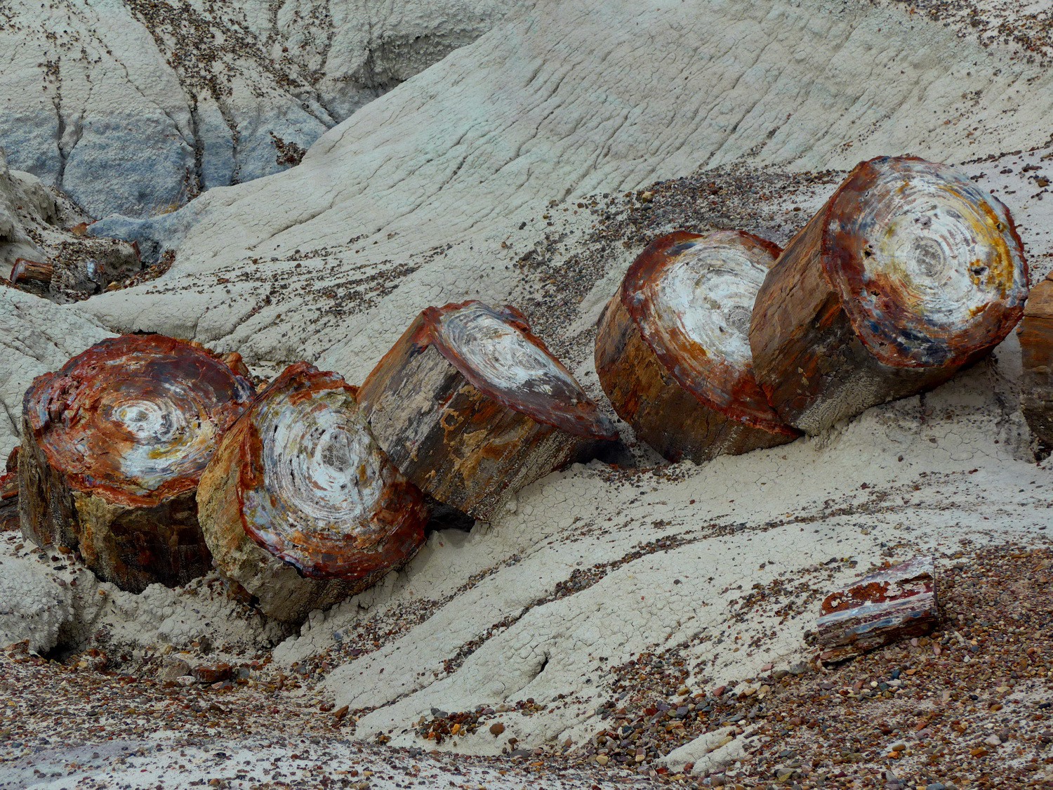 Petrified logs in the Petrified National Park